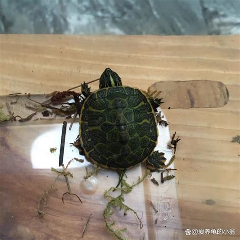 龍龜怎麼養|【養龍龜】如何飼養招財龍龜？全方位指南：風水擺放。